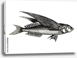 Постер Летающая рыба на белом фоне