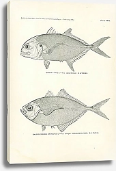 Постер Caranx Hippos (Linnaeus), Chloroscombrus Chrysurus (Linnaeus)
