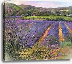 Постер Истон Тимоти (совр) Buddleia and Lavender Field, Montclus, 1993