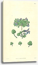 Постер Curtis Ботаника №54 1