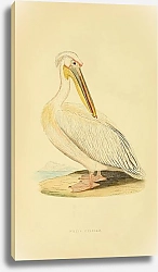 Постер White Pelican