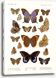 Постер Годман Фредерик Insecta Lepidoptera-Rhopalocera Pl 108