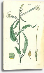 Постер Curtis Ботаника №13 1
