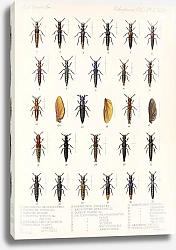 Постер Годман Фредерик Insecta Coleoptera Pl 046