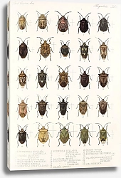 Постер Годман Фредерик Insecta Rhynchota Hemiptera-Heteroptera Pl 05