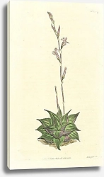 Постер Curtis Ботаника №37 1