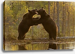 Постер Два дерущихся медведя