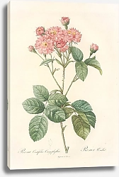 Постер Редюти Пьер Rosa Centifolia Caryophyllea