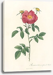Постер Редюти Пьер Rosa Gallica Stapeliae Flora