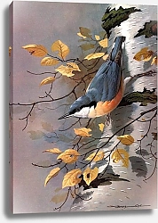 Постер British Birds - Nuthatch