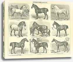Постер Породы лошадей 2 1