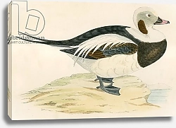 Постер Моррис (акв, птицы) Long tailed Duck