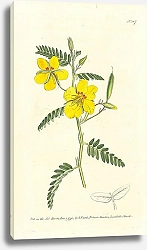 Постер Curtis Ботаника №32 1