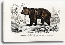 Постер Бурый медведь (Ursus Arctos) 