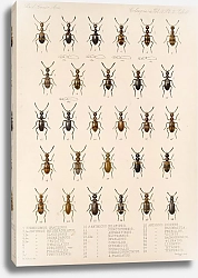 Постер Годман Фредерик Insecta Coleoptera Pl 128