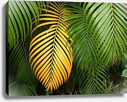 Постер Желтый пальмовый лист
