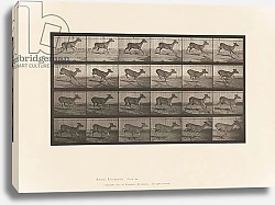 Постер Муйбридж Идвеард Plate 683. Virginia Deer;; Buck; Galloping, 1885