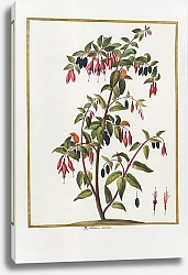 Постер Fuchsia coccinea