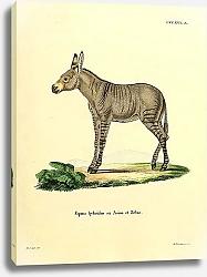 Постер Зебра Equus hybridus ex Asino et Zebra