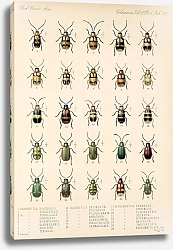 Постер Годман Фредерик Insecta Coleoptera Pl 261