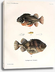 Постер Cyclopterus lumpus