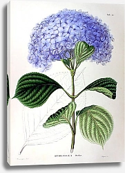 Постер Флора Японии №50