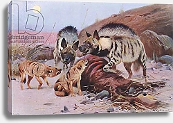 Постер Кунер Вильгельм Striped Hyena and Jackal, from Wildlife of the World published by Frederick Warne & Co, c.1900