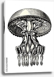 Постер Ретро иллюстрация медузы