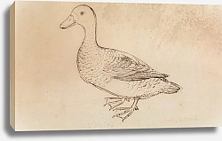 Постер Сауэрби Джеймс White-faced Whistling Duck