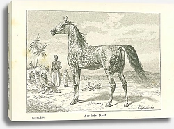 Постер Арабская лошадь
