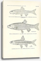 Постер Hybopsis Aestivalis Marconis Jordan&Gilbert, Semotilus Atromaculatus, Opsopaedus Oscula Evermann
