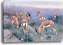 Постер Кунер Вильгельм Gazelle, from Wildlife of the World published by Frederick Warne & Co, c.1900