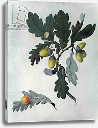 Постер Коньерс Джон (бот) Quercus