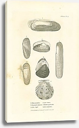 Постер Solen novaculina, Glycymeris apinensis, Solen Sayii, Solen tenuis, Villorita cyprinoides, Pecten purpureus