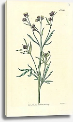 Постер Curtis Ботаника №24 1