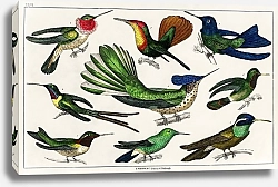 Постер Коллекция различных птиц