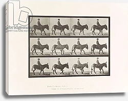 Постер Муйбридж Идвеард Plate 665. Ass; Walking; Bareback; a Boy Riding, Jennie, 1885