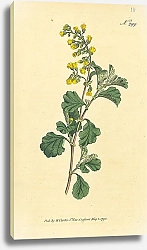 Постер Curtis Ботаника №17 1