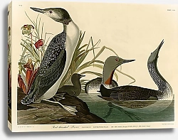 Постер Red-Throated Diver