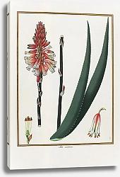 Постер Aloe socotrina