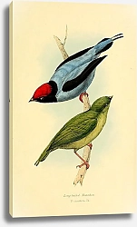 Постер Long-tailed Manakin