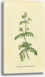 Постер Curtis Ботаника №75 1