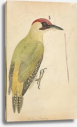 Постер Сауэрби Джеймс European Green Woodpecker