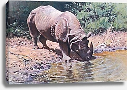 Постер Кунер Вильгельм Indian Rhinoceros, from Wildlife of the World published by Frederick Warne & Co, c.1900