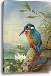 Постер Kingfisher 5