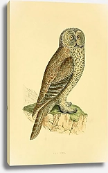 Постер Lap Owl