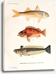 Постер Mullus barbatus, Sebastes marinus, Trachinus draco