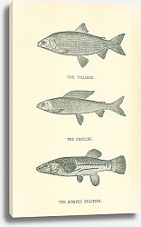 Постер Таллиби, хариус, полосатый киллифиш