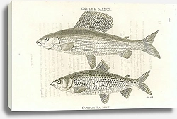 Постер Crayling Salmon, Gwiniad Salmon 1