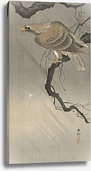 Постер Косон Охара Eagle on branch